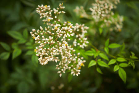 Wild small white flowers in green grass. White wood flowers.の写真素材