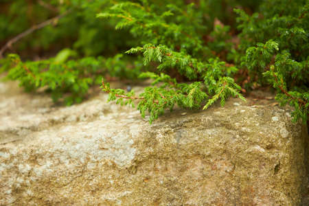 Japanese cedar Globosa Nana - Latin name - Cryptomeria japonica Globosa Nana on rock.