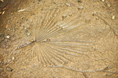 Leaf detail was stamped on the concrete surface floor suitable to background