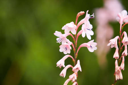 Wild small pink flowers in green grass. White wood flowers.