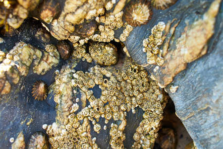 A closeup of seashells on a rock at a beach during low tideの写真素材
