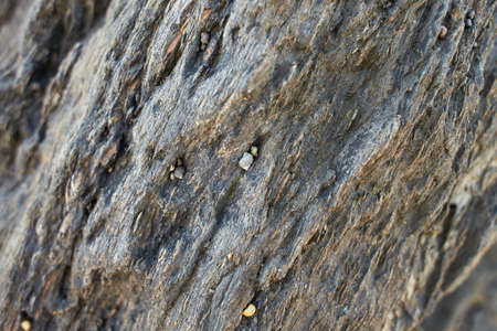 A closeup of seashells on a rock at a beach during low tide