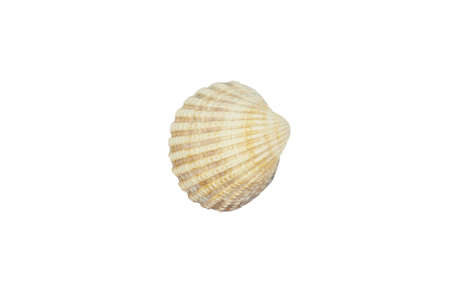 Sea shell isolated on white background. Shell, Seashell or Conch isolated on white Background as...