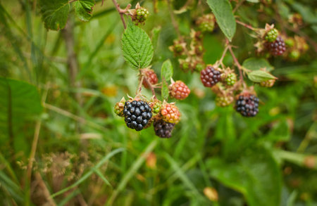 Berries of wild blackberry in nature close-up. closeup of blackberries on bushの写真素材