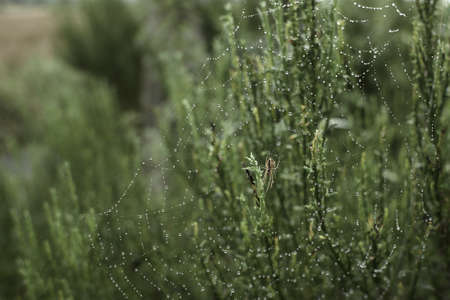 The spider in the forest weaves its strong webs. spider web in the dew.
