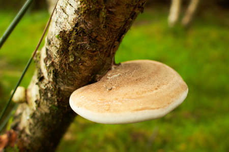 Poisonous mushrooms on the trunk of old tree covered with green lichen in the autumn forest with...