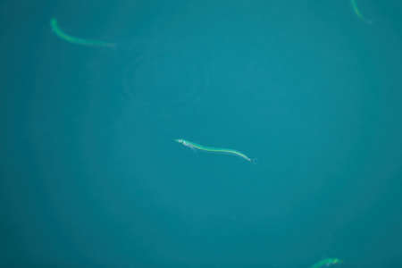 Small sandeel fishes in sea water.の写真素材