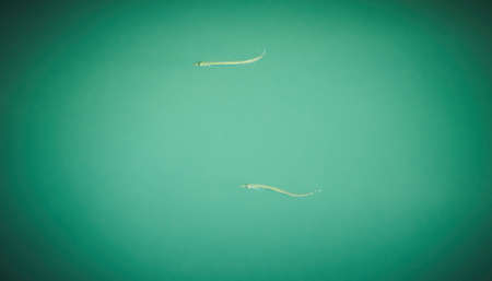 Small sandeel fishes in sea water.の写真素材