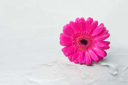 Pink gerbera daisy isolated on whiteの写真素材