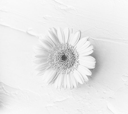 White gerbera daisy isolated on whiteの写真素材