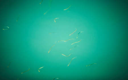 Small sandeel fishes in sea water.の写真素材