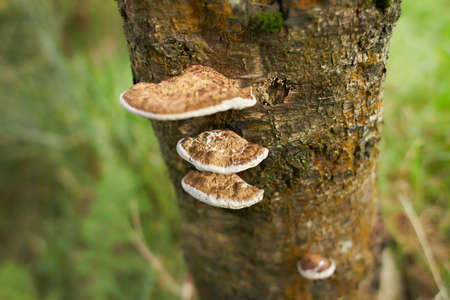 Poisonous mushrooms on the trunk of old tree covered with green lichen in the autumn forest with...