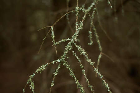 Foliose Lichen on fir branchの写真素材