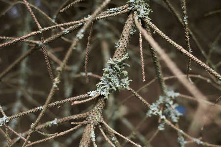 Foliose Lichen on fir branchの写真素材