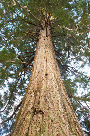 High Pine in the Forest. Close-up of a tree. The bark of a tree close up. Tree trunk view from bottom. Spruce trunk with dry branches at the bottom and green needles at the topの写真素材