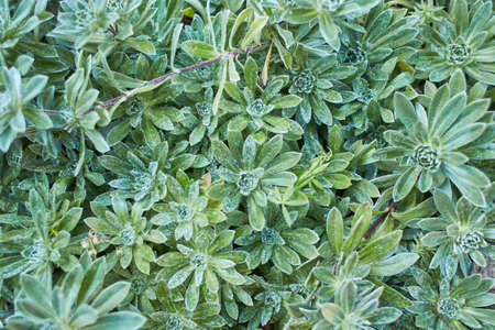 Chenille plant or Echeveria pulvinata for gardening and decoration ideas