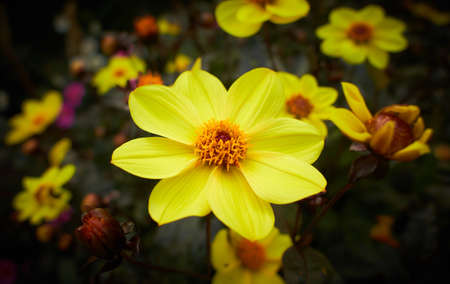 Close up of yellow Dahlia Mystic Haze flowers in blooming. Autumn plants.の写真素材