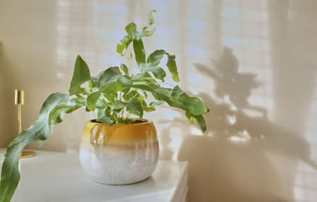 PHLEBODIUM AUREUM (BLUE STAR FERN) in yellow pot. Room plantsの写真素材