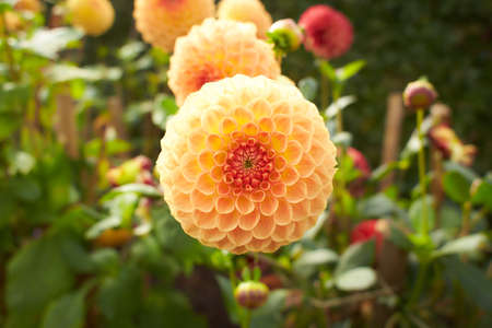 Close up of red and white asteraceae dahlia viking pompom flowers in blooming. Autumn plants.