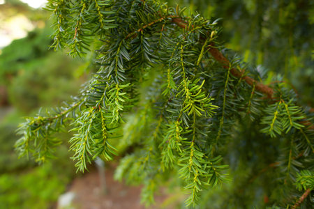 Canadian hemlock branches and leaves in a closeup. Eastern hemlock also known as eastern...