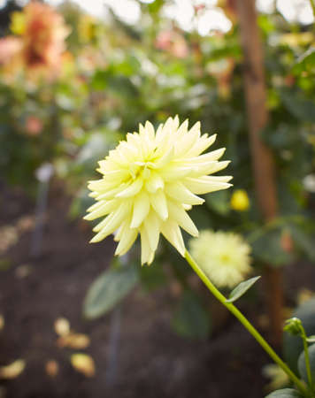 Large white chrysanthemum flower on the flowerbedの写真素材