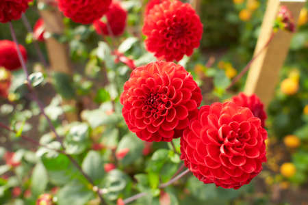 Close up of red and white asteraceae dahlia viking pompom flowers in blooming. Autumn plants.
