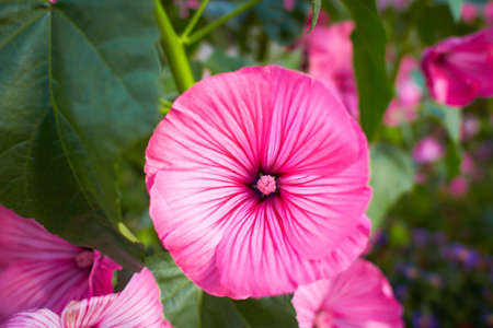 Pink Lavatera trimestris flowers 'Tanagra' grow in the garden after rain in summer.