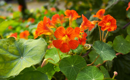 Orange and yellow Capucine flower with green leavesの写真素材