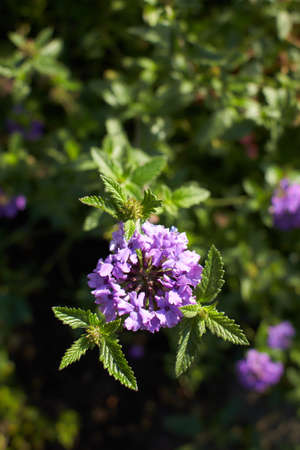 Beautiful Verbena Californica Plant Closeupの写真素材