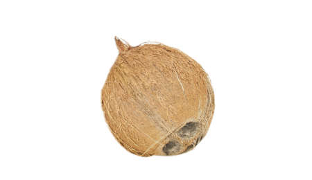 Coconut isolated on white background with clipping pathの写真素材