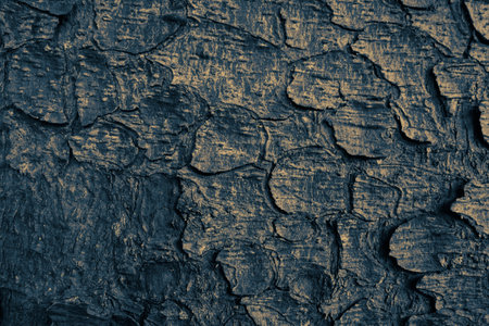 The texture of tree bark. Natural background stock photoの写真素材
