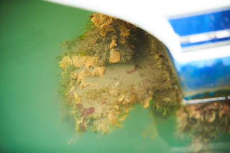 Molluscs, overgrown ship bottom. Shellfish on the hull of the ship.