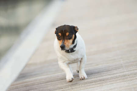 Pet Jack Russell dog running on the path.の写真素材