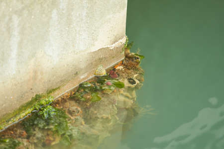 Molluscs, overgrown ship bottom. Shellfish on the hull of the ship.