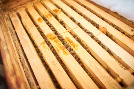 Bee on honeycomb with honey slices nectar into cells. Macro image of a bee on a frame from a hive....