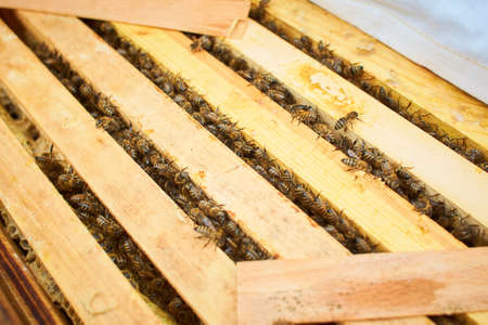 Bee on honeycomb with honey slices nectar into cells. Macro image of a bee on a frame from a hive....