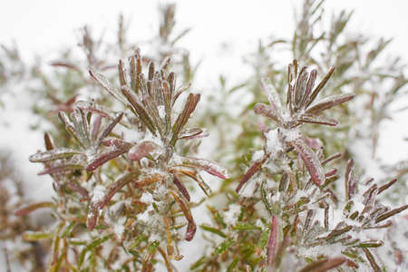 Branches of a deciduous grass, bushes covered with ice crust after freezing rain, fragment,...