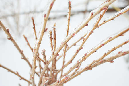 Branches of a deciduous grass, bushes covered with ice crust after freezing rain, fragment,...
