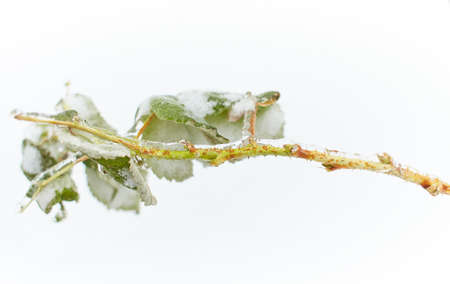 Branches of a deciduous grass, bushes covered with ice crust after freezing rain, fragment,...