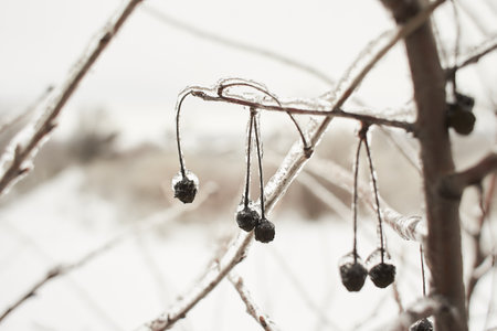 Branches of a deciduous grass, bushes covered with ice crust after freezing rain, fragment, backgroundの写真素材