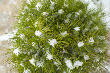 Pine bush under the snow. Branches with green leaves under the snow.
