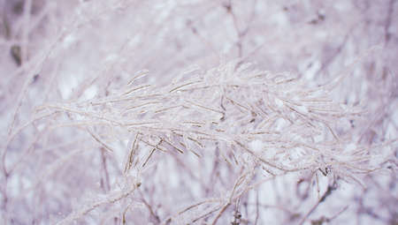 Branches of a deciduous grass, bushes covered with ice crust after freezing rain, fragment,...