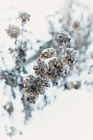 Flowers of a deciduous grass, bushes covered with ice crust after freezing rain, fragment, background. selected focusの写真素材