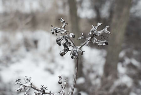 Branches of a deciduous grass, bushes covered with ice crust after freezing rain, fragment,...