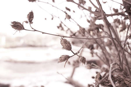 Tiny white flowers on dry twigs of wild plant bushes with blurry background. Bunches of small white...