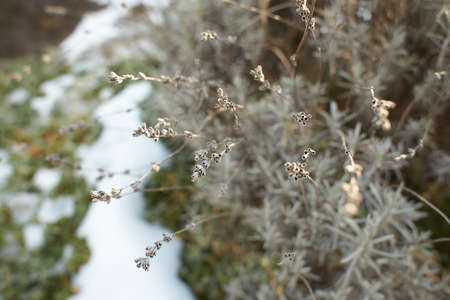 Tiny white flowers on dry twigs of wild plant bushes with blurry background. Bunches of small white...
