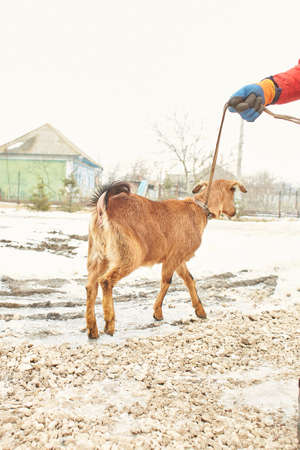 White goat near the corral. Goat in the farmyard.の写真素材