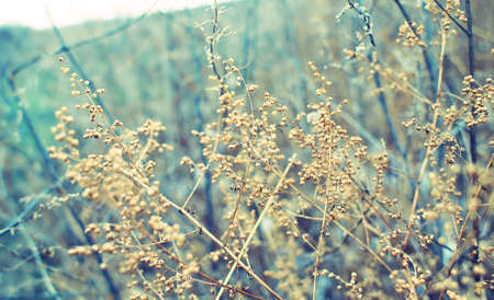 Tiny white flowers on dry twigs of wild plant bushes with blurry background. Bunches of small white...