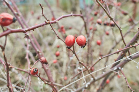 Bush of rose hip, berry covered with ice crust after freezing rain, fragment, backgroundの写真素材