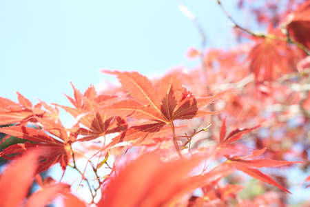 Close up of red maple tree. Red maple leaf with a textured stone background.